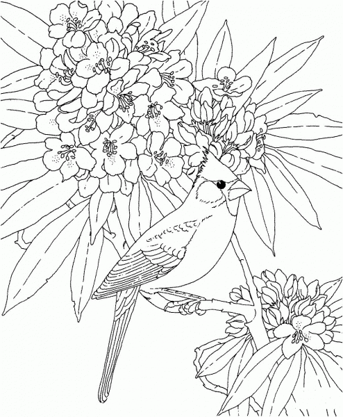 Cardinal and Rhododendron West Virginia Bird and Flower coloring page image