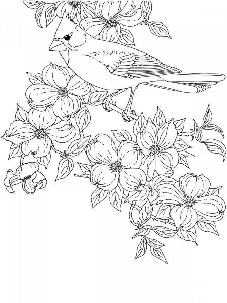 Cardinal Bird and Flowering Virginia State Flower coloring page image