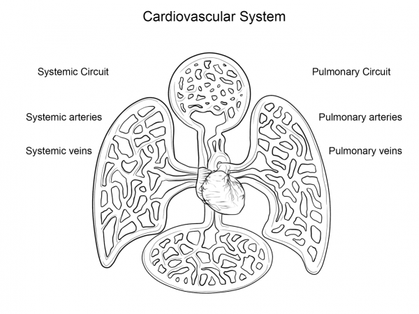 Cardiovascular System coloring page image
