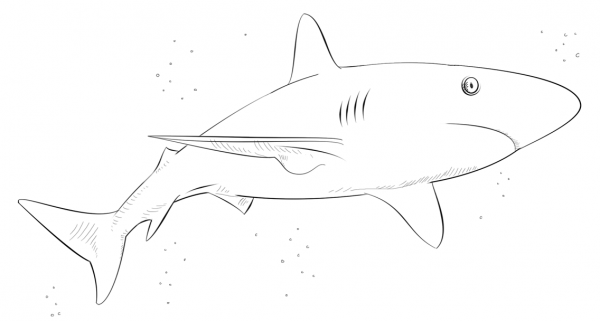 Caribbean Reef Shark coloring page image
