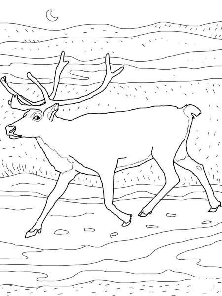 Caribou coloring page image