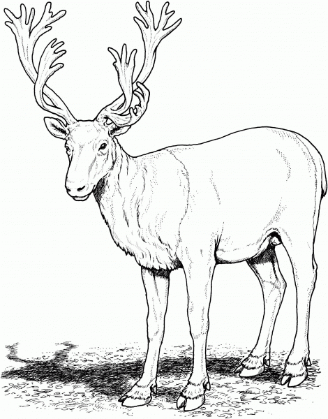 Caribou Deer coloring page image