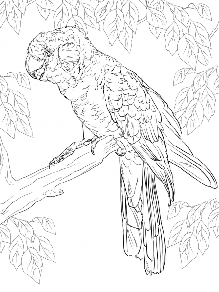 Carnaby’s Black Cockatoo coloring page image