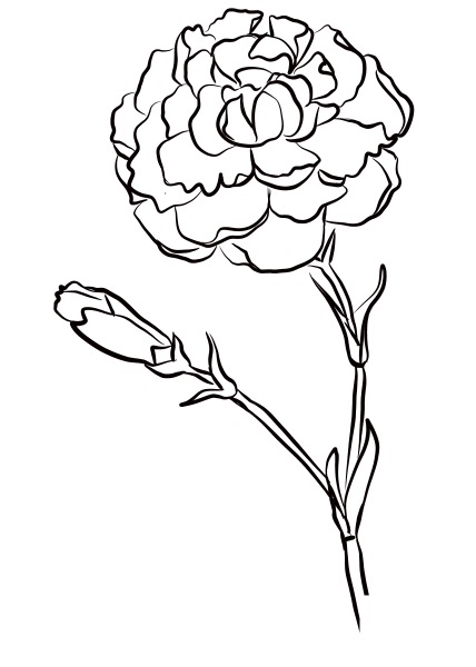 Carnation ‘Chomley Farran’ coloring page image