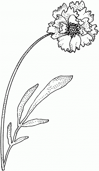 Carnation coloring page image