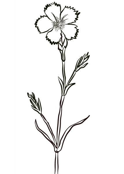 Carnation, Dianthus Caryophyllus coloring page image