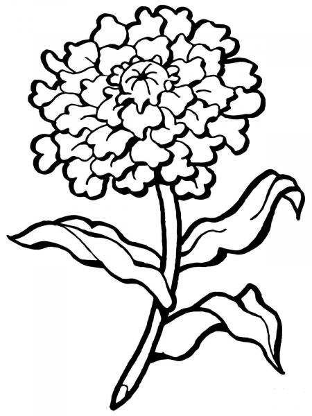 Carnation Flower coloring page image
