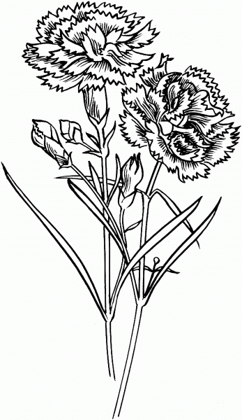 Carnation Flowers coloring page image