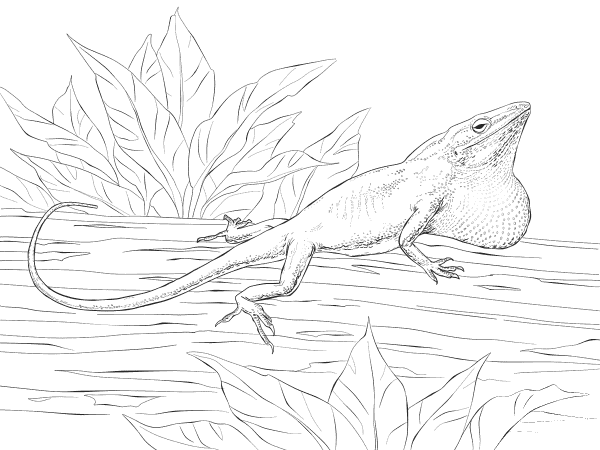 Carolina Anole coloring page image
