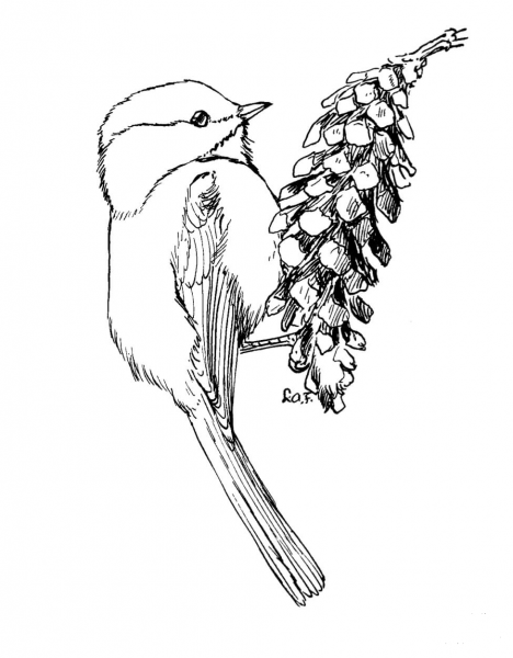 Carolina Chickadee coloring page image