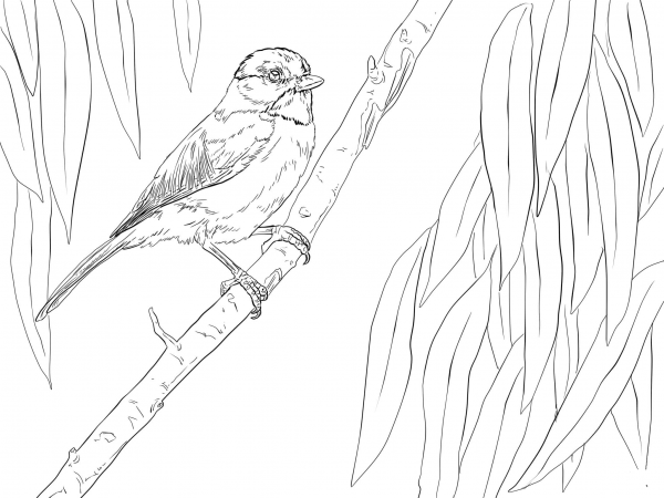Carolina Chickadee Perched on a Branch coloring page image