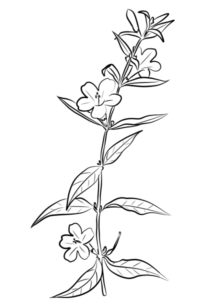 Carolina Jasmine (Gelsemium Sempervirens) coloring page image