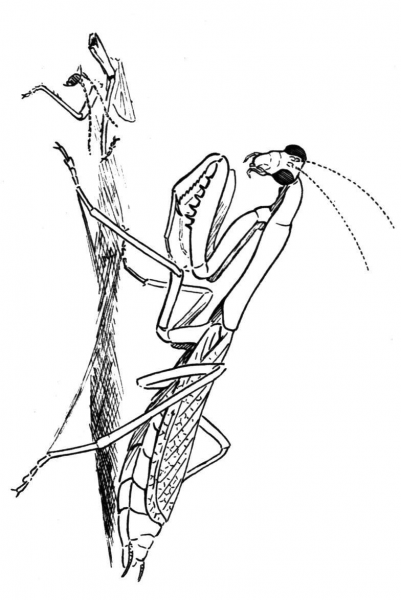 Carolina Praying Mantis coloring page image