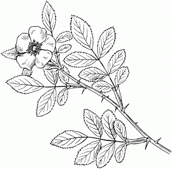 Carolina Rose or Pasture Rose coloring page image