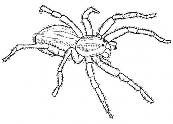Carolina Wolf Spider coloring page image