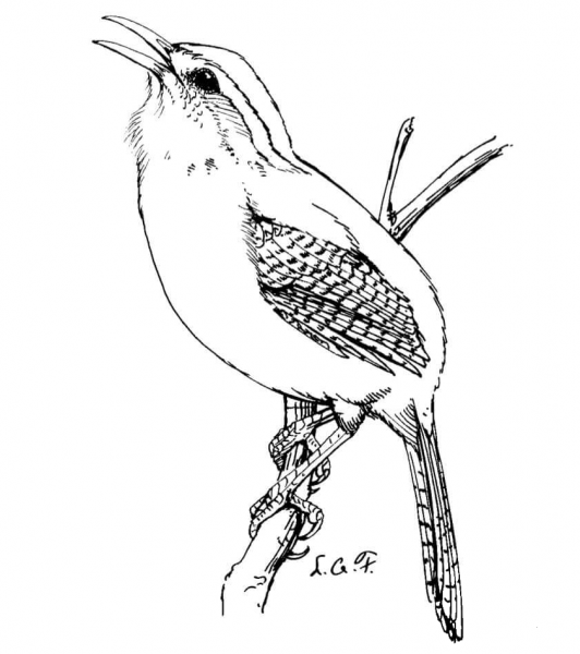 Carolina Wren coloring page image