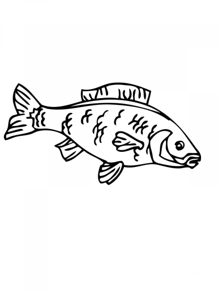 Carp coloring page image