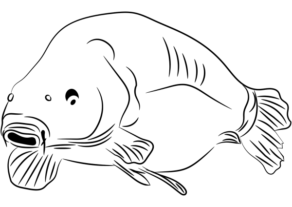 Carp coloring page image