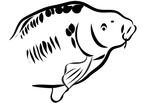 Carp coloring page image