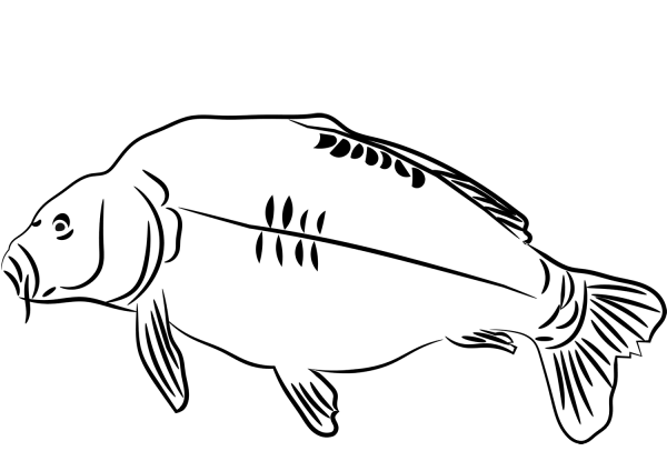 Carp coloring page image