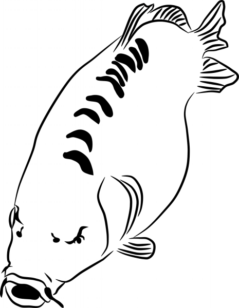 Carp coloring page image