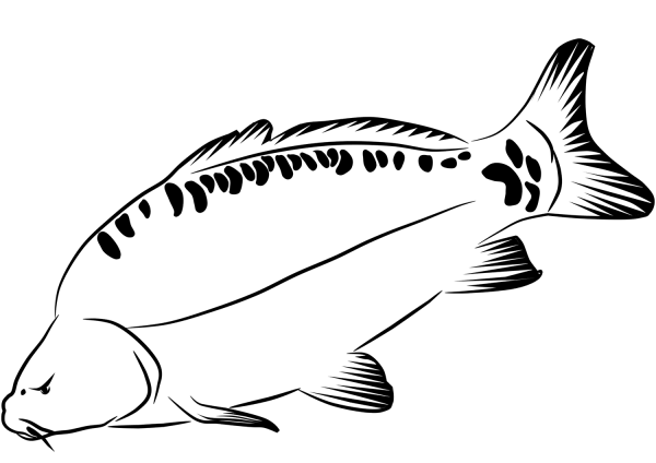 Carp coloring page image