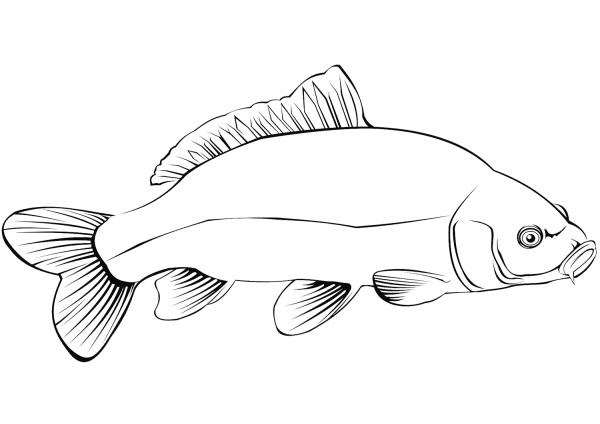 Carp coloring page image