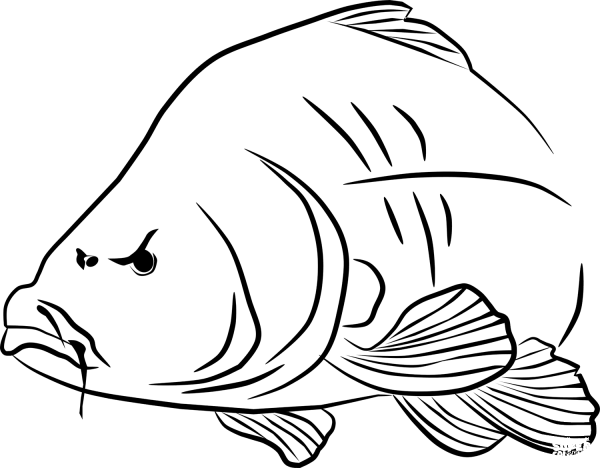 Carp coloring page image