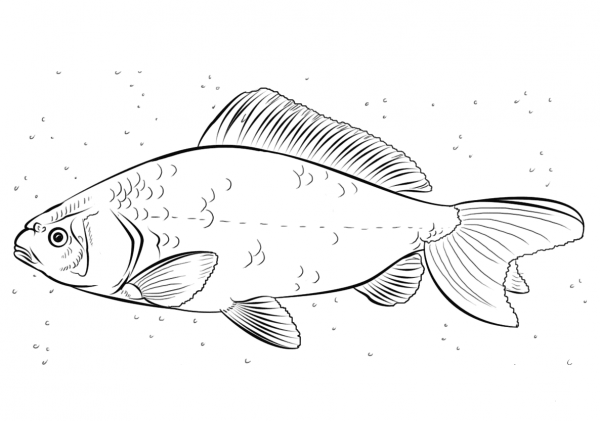 Carp coloring page image