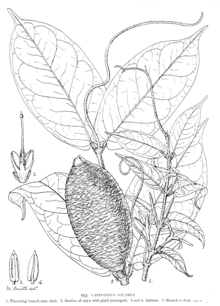 Carpodinus Oocarpa coloring page image