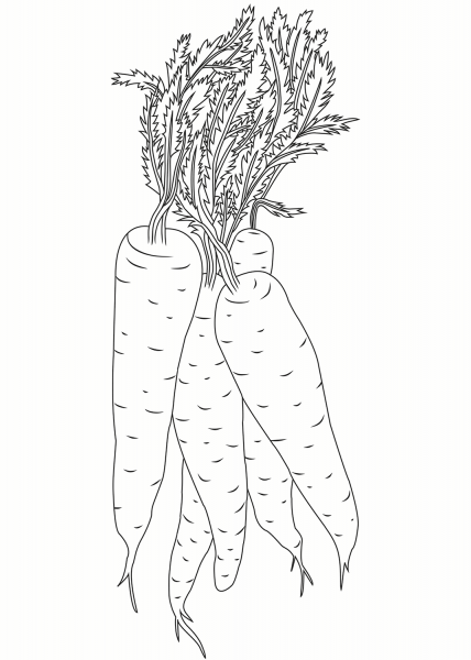 Carrot coloring page image