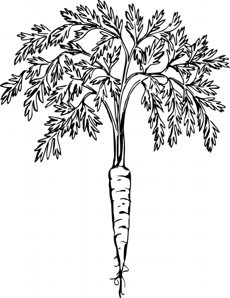 Carrot with Tops coloring page image