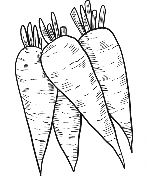 Carrots coloring page image