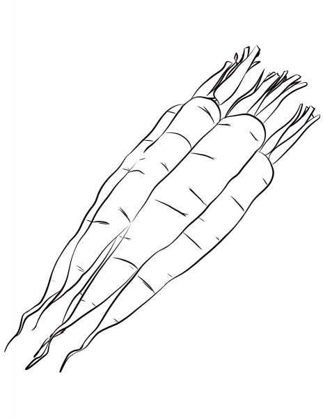 Carrots coloring page image