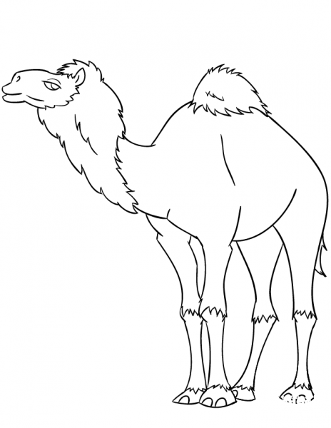Cartoon Dromedary Camel coloring page image