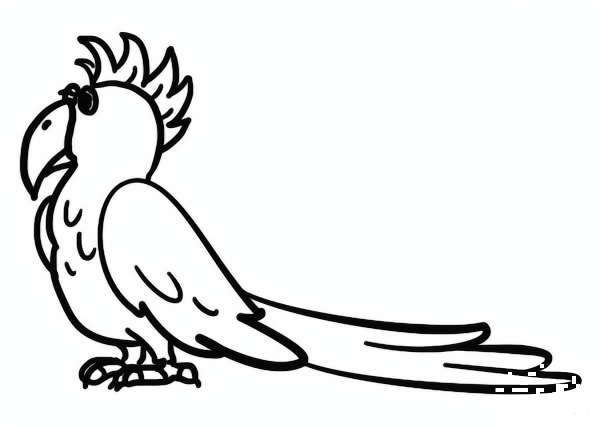 Cartoon Parrot coloring page image