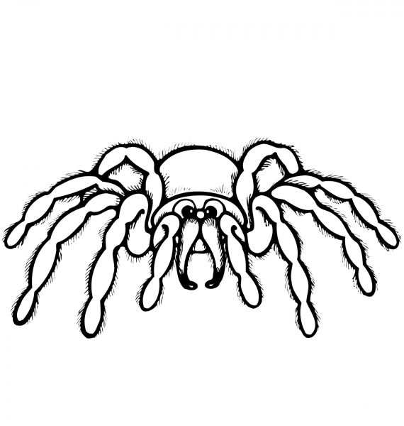 Cartoon Spider coloring page image