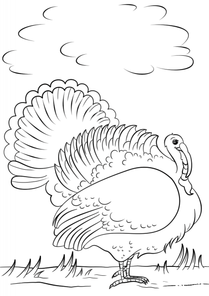 Cartoon Turkey coloring page image