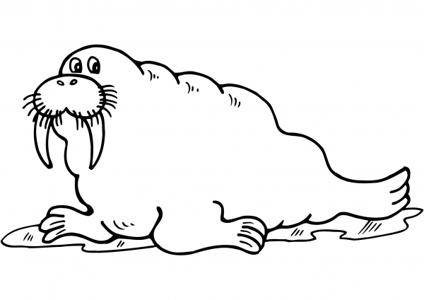 Cartoon Walrus coloring page image