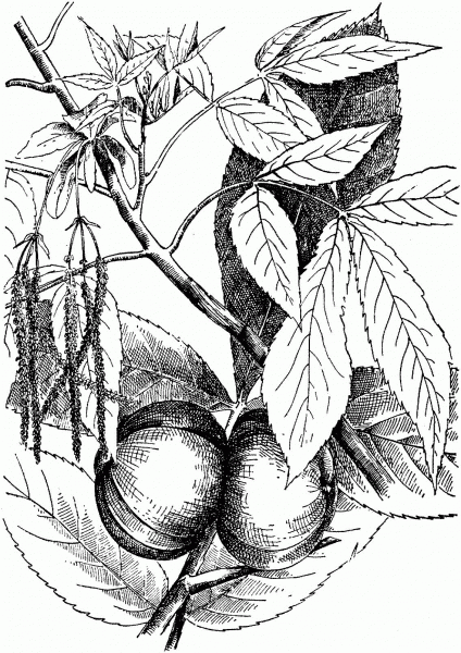 Carya Ovata or Shagbark Hickory coloring page image