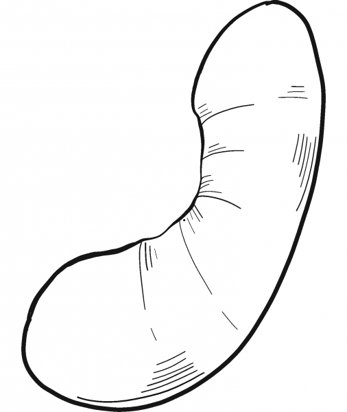 Cashew Nut coloring page image
