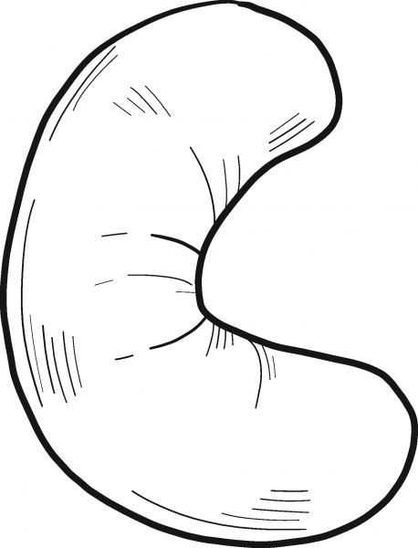 Cashew Nut coloring page image