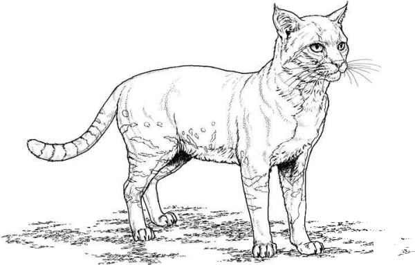 Cat coloring page image
