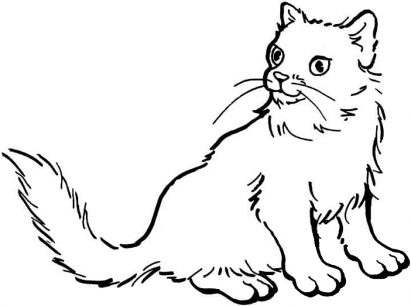 Cat coloring page image