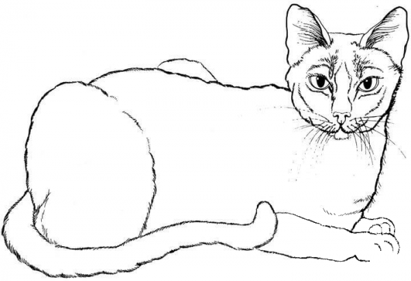 Cat coloring page image