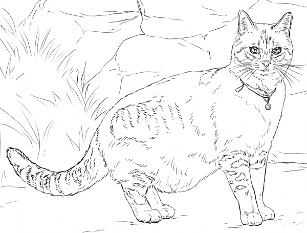 Cat with Bell coloring page image