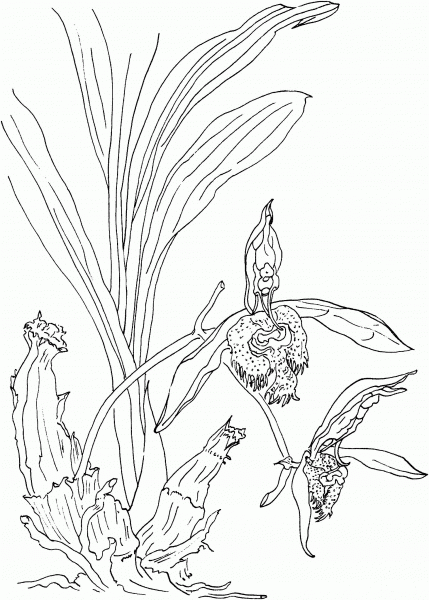 Catasetum Saccatum or the Sack Shaped Catasetum Orchid coloring page image