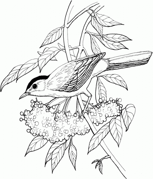 Catbird coloring page image