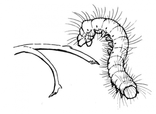 Caterpillar 6 coloring page image