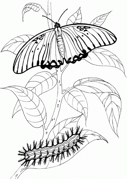 Caterpillar and Buttefly 3 coloring page image